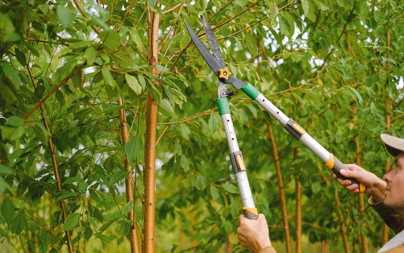 Tree trimming in Albert City, IA